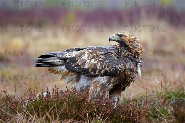 European golden eagle (Aquila chrysaetos chrysaetos) in moorland, heathland in the rain in winter