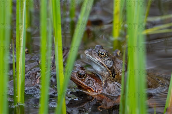 European common brown frogs, grass frog (Rana temporaria) pair in amplexus among aquatic plants in pond during the mating, breeding season in spring