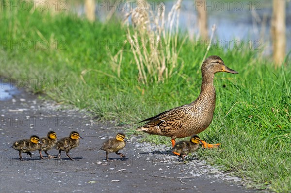 Mallard, wild duck (Anas platyrhynchos) female walking and leading ducklings over path to pond in spring