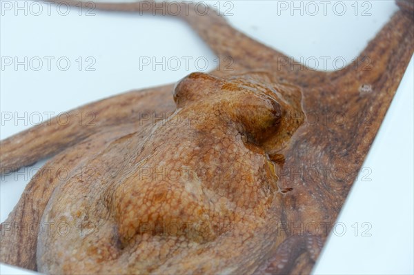 Fish sale at the harbour, Marseille, squid, octopus (Octopus vulgaris), close-up of a brown starfish on a light background, Marseille, Departement Bouches du Rhone, Region Provence Alpes Cote d'Azur, France, Europe