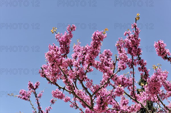 Alhambra, Granada, Andalusia, Branches of a tree with dense pink flowers in front of a blue sky, Granada, Andalusia, Spain, Europe