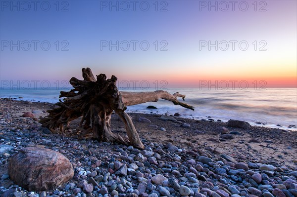 Dead tree on beach at Brodtener Ufer, Brodten Steilufer, cliff in the Bay of Luebeck along the Baltic Sea at sunrise, Schleswig-Holstein, Germany, Europe