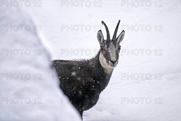 Alpine chamois (Rupicapra rupicapra) close-up portrait of male in the snow during snowfall in winter in the European Alps