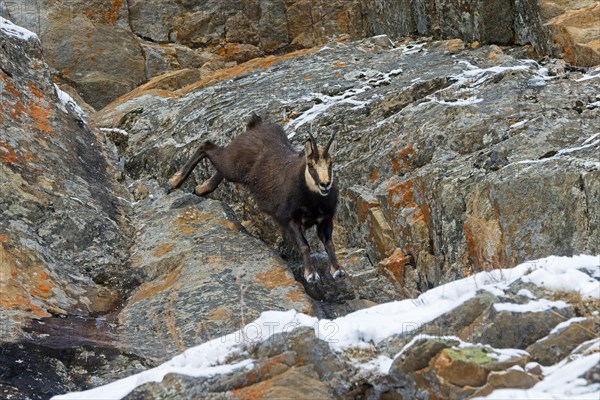 Alpine chamois (Rupicapra rupicapra) fleeing male in dark winter coat descending steep snowy rock face in the mountains of the European Alps