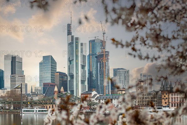 Cherry blossoms on a riverbank in the centre of a big city. Spring with a view of the skyline of the banking district and the skyscrapers of Frankfurt, Hesse