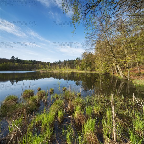 Lake Albertsee in the morning light, swampy sinkhole lake in Frauenseer Forst, Marksuhl, Thuringia, Germany, Europe