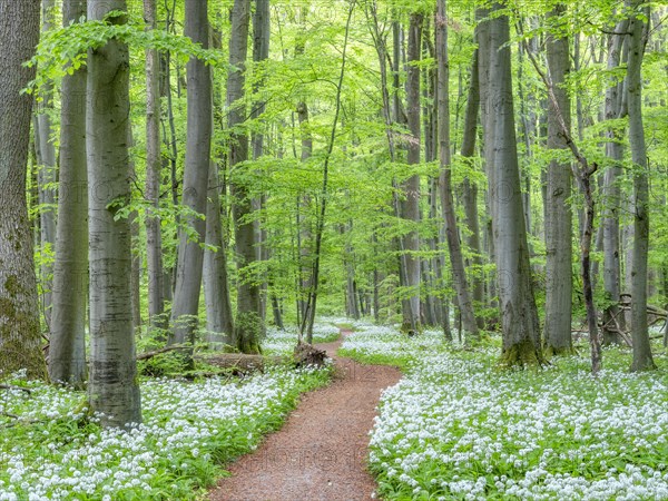 Hiking trail through the ramson (Allium ursinum) in the beech forest, Hainich National Park, Bad Langensalza, Thuringia, Germany, Europe