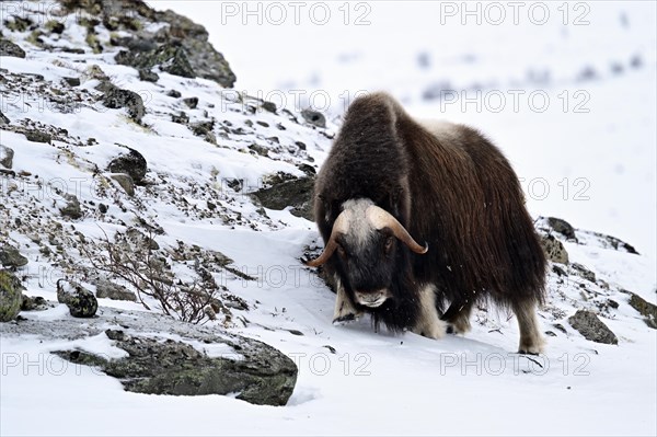 Musk ox (Ovibos moschatus) in the snow, Dovrefjell-Sunndalsfjella National Park, Norway, Europe