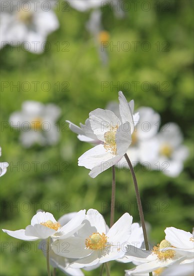 Wood anemone (Anemonoides nemorosa) (syn.: Anemone nemorosa), North Rhine-Westphalia, Germany, Europe