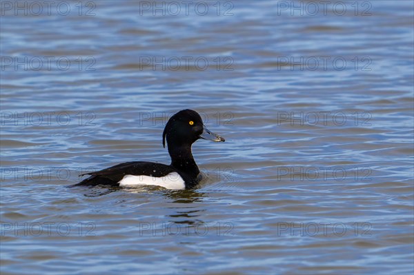 Tufted duck, tufted pochard (Aythya fuligula, Anas fuligula) adult male in breeding plumage swimming in lake