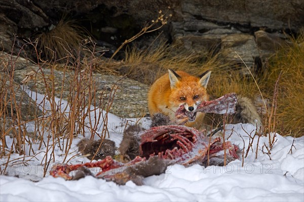 Scavenging red fox (Vulpes vulpes) feeding on carcass of killed, perished chamois in the snow in winter in the Alps