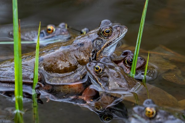 European common frogs, brown frogs, grass frog (Rana temporaria) group on eggs, frogspawn in pond during the spawning, breeding season in spring