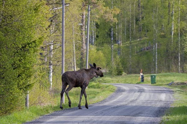 Moose, elk (Alces alces) young bull with small antlers covered in velvet, crossing forest road in spring, Sweden, Europe