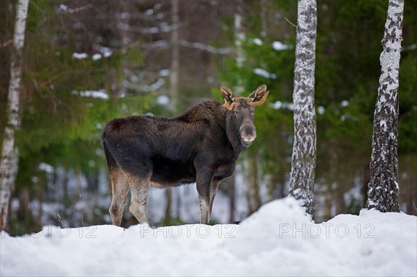 Moose, elk (Alces alces) young bull with small antlers foraging in forest in the snow in winter, Sweden, Europe