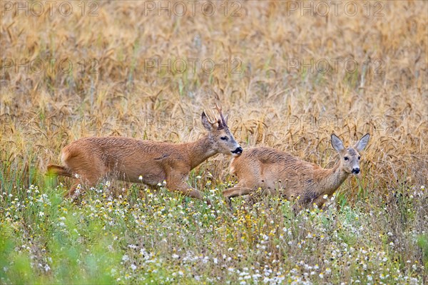 European roe deer (Capreolus capreolus) buck chasing doe in heat before mating in wheat field during the rut in summer