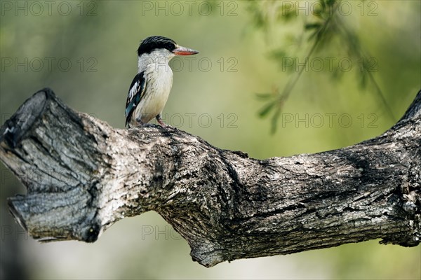 Striped fleece, South Africa, Limpopo, Africa