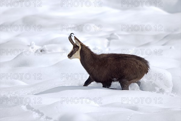 Alpine chamois (Rupicapra rupicapra) solitary male in dark winter coat walking in deep snow over mountain slope in the European Alps