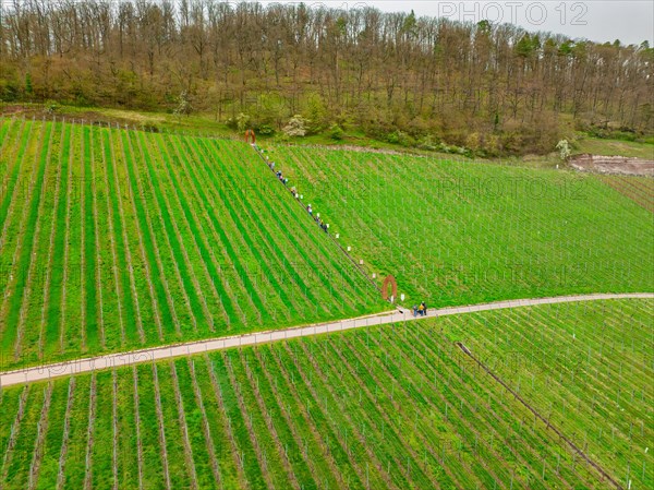 People walking along a field path through a vineyard with a tree in the background, Jesus Grace Chruch, Weitblickweg, Easter hike, Hohenhaslach, Germany, Europe