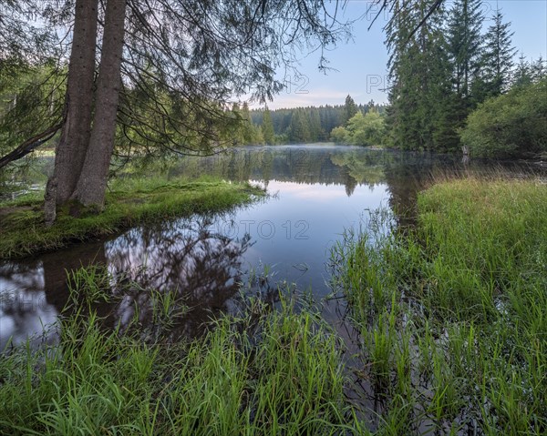 Small lake in the Thuringian Forest at dawn, spruce forest reflected, Thuringia, Germany, Europe