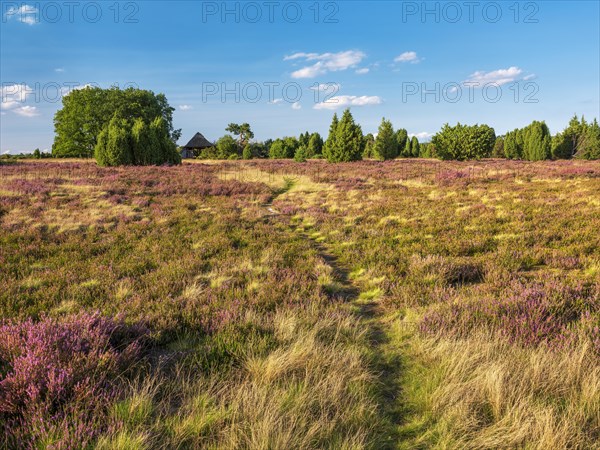 Typical heath landscape with old sheepfold, hiking trail, juniper and flowering heather, Lueneburg Heath, Lower Saxony, Germany, Europe
