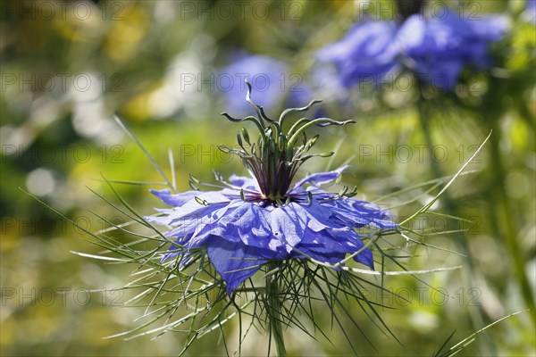 Genuine black cumin (Nigella sativa), North Rhine-Westphalia, Germany, Europe