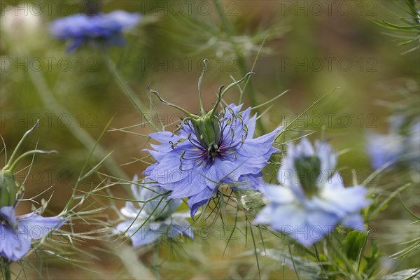 Genuine black cumin (Nigella sativa), North Rhine-Westphalia, Germany, Europe