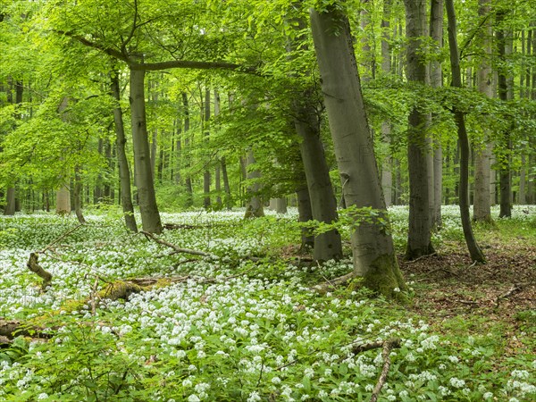 Ramson (Allium ursinum) in the beech forest, Hainich National Park, Bad Langensalza, Thuringia, Germany, Europe