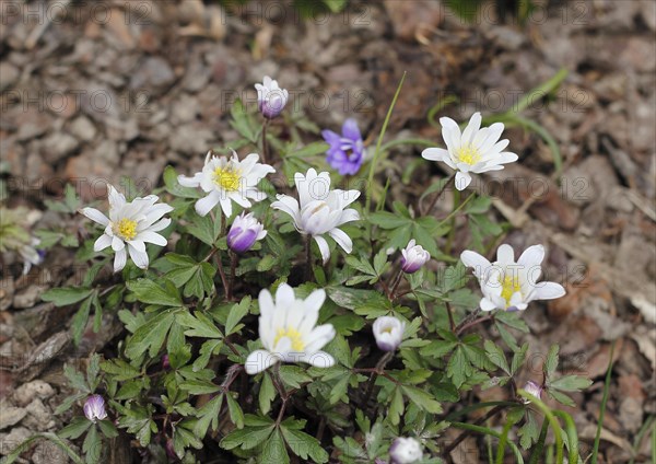 Wood anemone (Anemonoides nemorosa) (syn.: Anemone nemorosa), flowers and buds, North Rhine-Westphalia, Germany, Europe