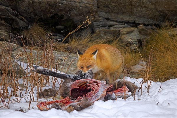 Scavenging red fox (Vulpes vulpes) feeding on carcass of killed, perished chamois in the snow in winter in the Alps