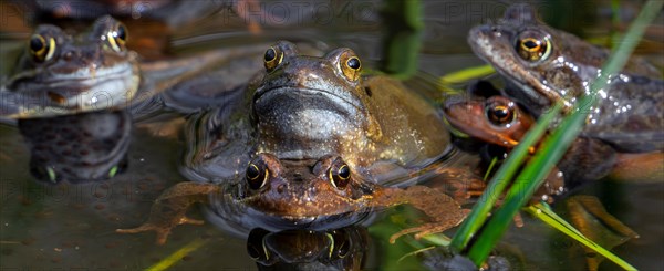 European common frogs, brown frogs and grass frog pairs (Rana temporaria) in amplexus gathering in pond during spawning, breeding season in spring