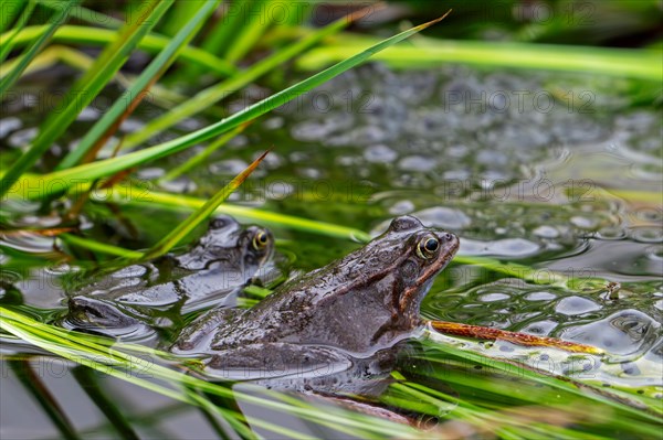 Two European common frogs, brown frogs, grass frog (Rana temporaria) on eggs, frogspawn in marsh during the spawning, breeding season in spring