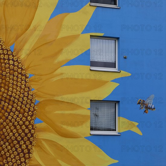Sunflower house, painted sunflower and bee on a tower block, artist Ulrich Allgaier, Wuppertal, North Rhine-Westphalia, Germany, Europe