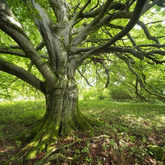 Gnarled old beech tree in a former hut forest, Rhoen, Thuringia, Germany, Europe