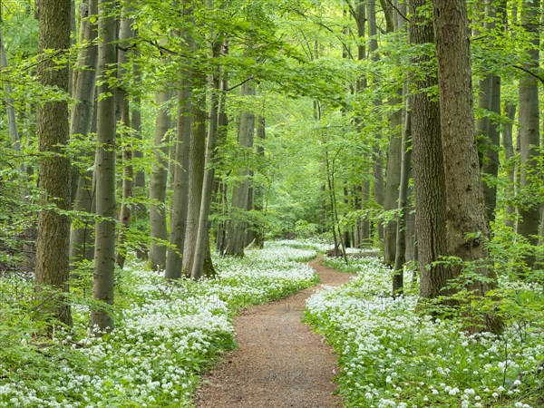 Hiking trail through the ramson (Allium ursinum) in the beech forest, Hainich National Park, Bad Langensalza, Thuringia, Germany, Europe