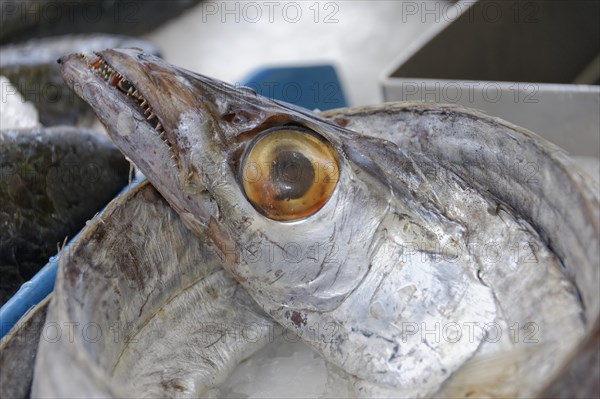 Fish sale at the harbour, close-up of the head of a caught fish with visible eye at a market, Marseille, Departement Bouches-du-Rhone, Region Provence-Alpes-Cote d'Azur, France, Europe