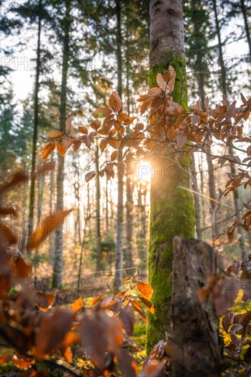 The setting sun shines through a forest and creates a warm play of light on a tree trunk, Gechingen, Black Forest, Germany, Europe