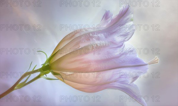 Close-up of a bellflower in soft light, closeup view, selective focus, spring background AI generated