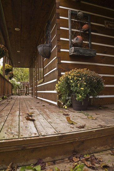 Long old and worn brown stained veranda with fallen tree leaves and decorated with yellow flowers in container plus pine wood rocking chair on facade of rustic white chinked log cabin home in autumn, Quebec, Canada, North America