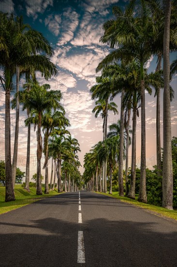 The famous palm avenue l'Allee Dumanoir. Landscape shot from the centre of the street into the avenue. Taken during a fantastic sunset. Grand Terre, Guadeloupe, Caribbean, North America