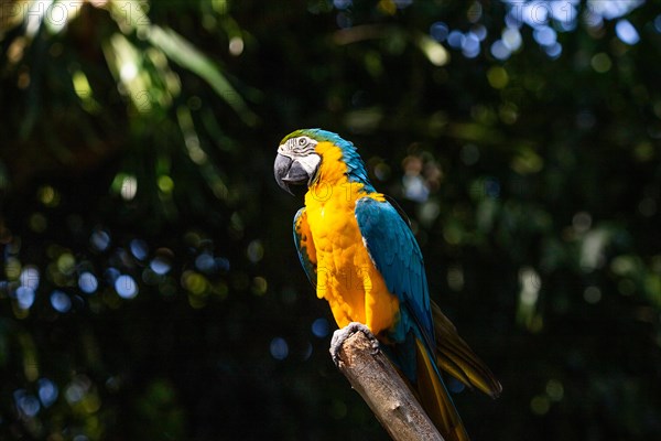 Portrait of a parrot. Beautiful shot of the animals in the forest on Guadeloupe, Caribbean, French Antilles