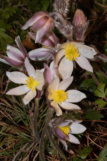 Spring pasque flower a few open pink flowers on top of each other