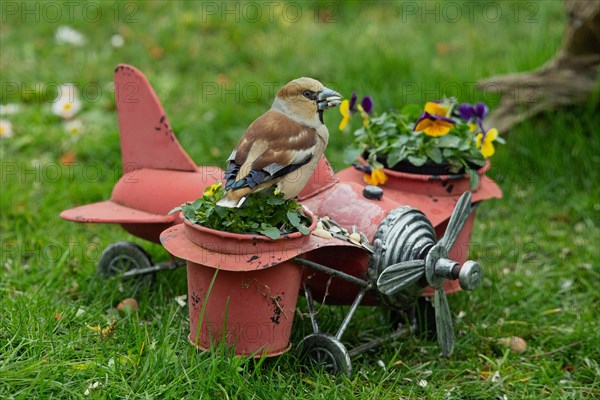 Hawfinch female with food in beak standing on aeroplane with flower pots in green grass seen from behind on the right
