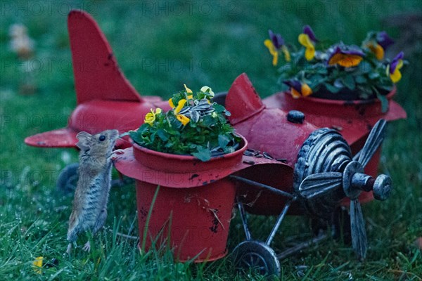 Wood mouse on aeroplane with flower pots standing in green grass looking up right