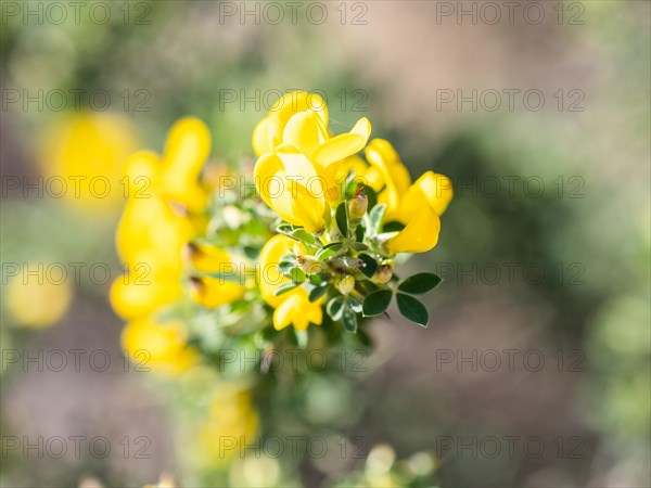 Common gorse (Ulex europaeus), Costa Smeralda, Sardinia, Italy, Europe