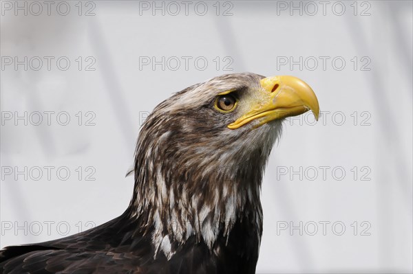 Bald eagle, Haliaeetus leucocephalus, close-up of a bald eagle looking sideways against a blurred background, captive, Fuerstenfeld Monastery, Fuerstenfeldbruck, Bavaria, Germany, Europe