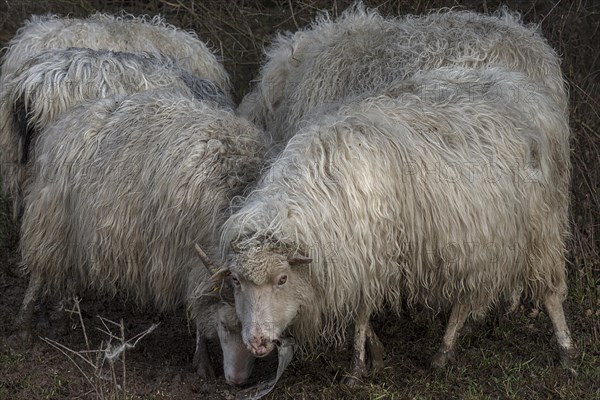 Horned moorland sheep (Ovis aries) on pasture, Mecklenburg-Western Pomerania, Germany, Europe