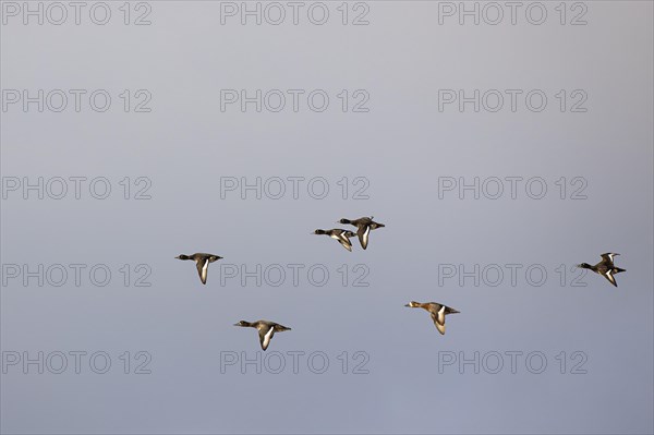 Tufted Duck (Aythya fuligula), small flock in flight, Laanemaa, Estonia, Europe