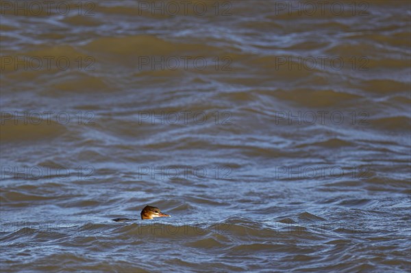 Common merganser (Mergus merganser), juvenile bird swimming in the sea, Laanemaa, Estonia, Europe