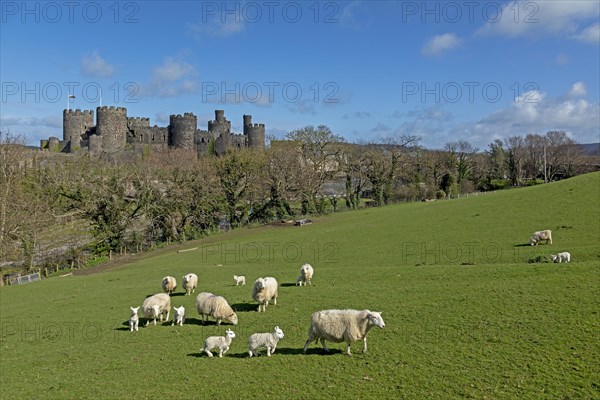 Sheep, lambs, castle, Conwy, Wales, Great Britain