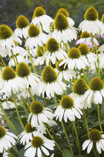 Close-up of erect Echinacea purpurea 'White Lustre', Coneflowers with green disks in summer, Quebec, Canada, North America